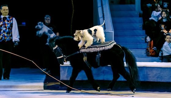 Цирковое шоу «Морозко»