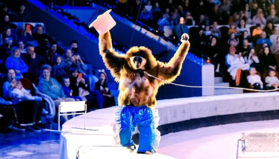 Цирковое шоу «Морозко»