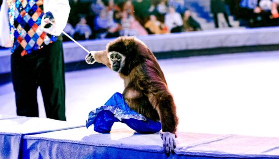 Цирковое шоу «Морозко»