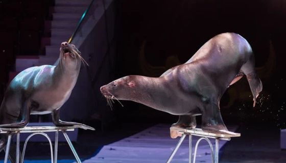 Цирковое шоу «Морозко»