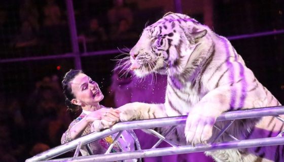 Цирк «Жираф шоу»