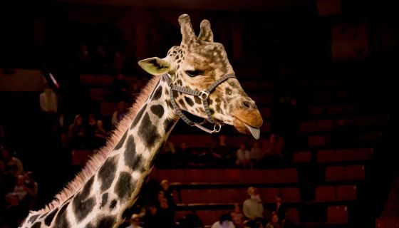 Цирк «Жираф шоу»