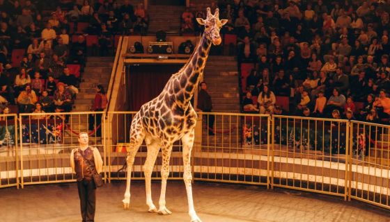 Цирк «Жираф шоу»