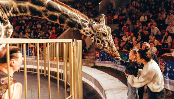 Цирк «Жираф шоу»