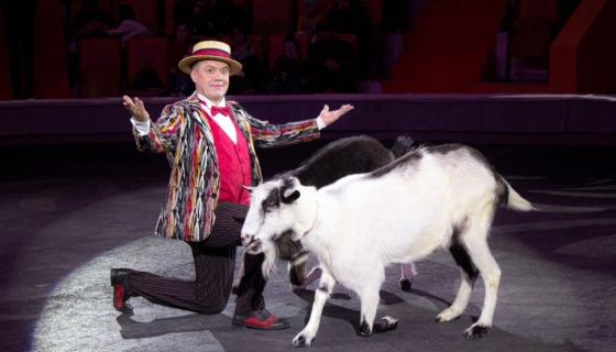 Цирк «Жираф шоу»